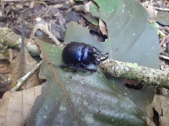 Enoplotrupes sharpi