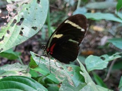 Heliconius wallacei