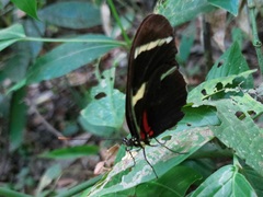 Heliconius wallacei