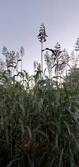 Sorghum × drummondii
