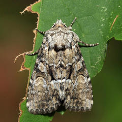 Eremobina leucoscelis