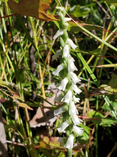 Image of Spiranthes triloba by (c) Tom Field, some rights reserved (CC BY)