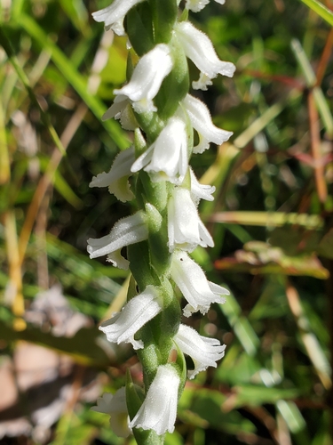 Image of Spiranthes triloba by (c) Tom Field, some rights reserved (CC BY)