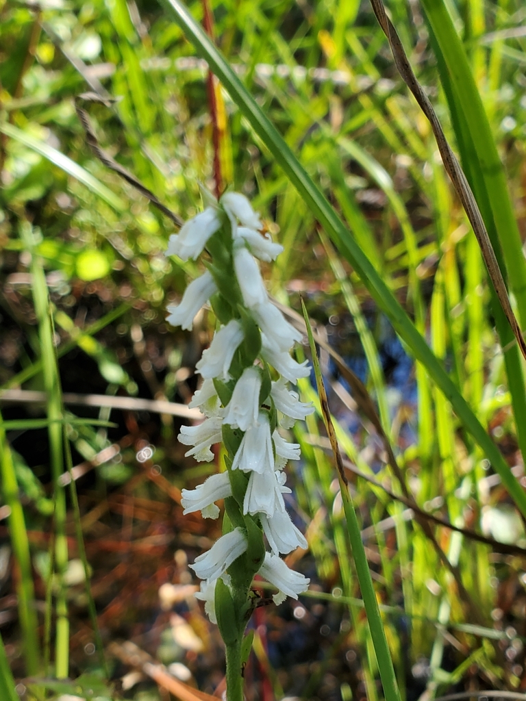 Spiranthes triloba