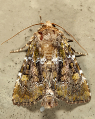 Oligia chlorostigma