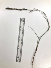 Eragrostis interrupta