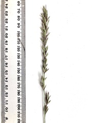 Eragrostis interrupta