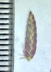 Eragrostis interrupta