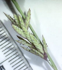 Eragrostis interrupta