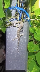 Gekko gecko