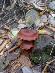 Cortinarius californicus