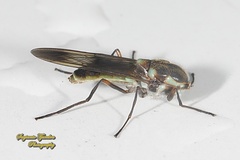 Eudmeta marginata