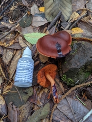 Cortinarius californicus