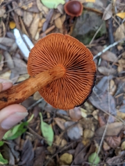 Cortinarius californicus