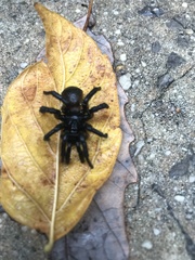 Cyclocosmia truncata