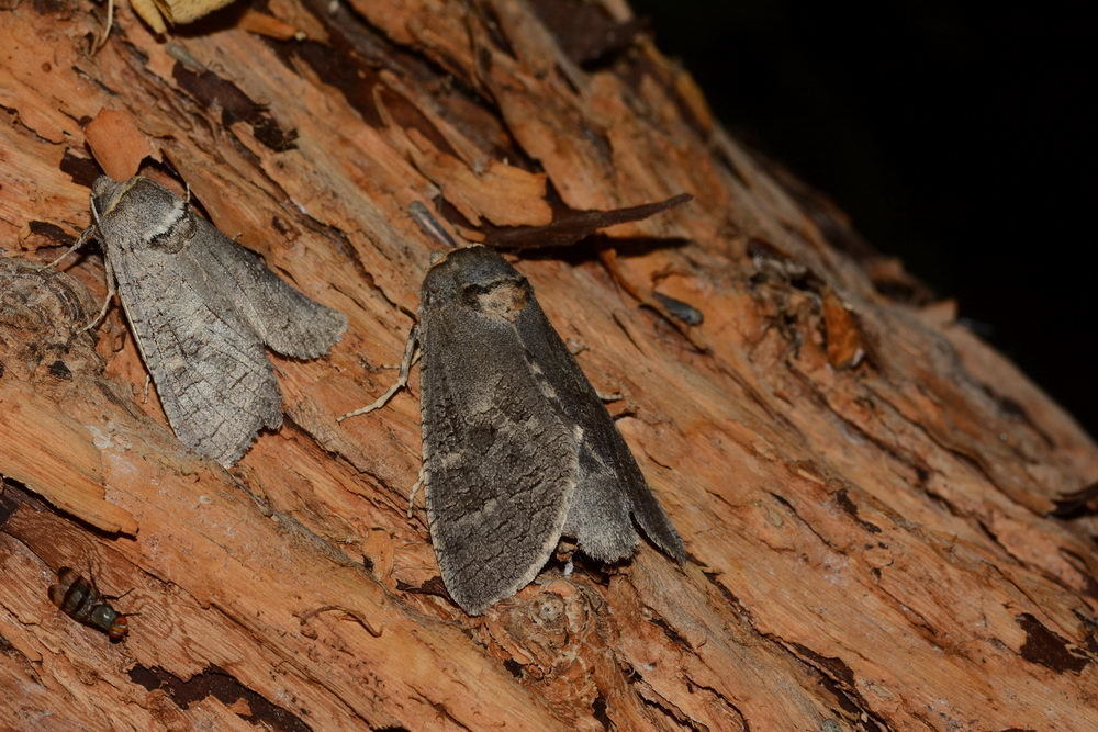 Cossus bohatschi
