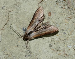 Cucullia asteris