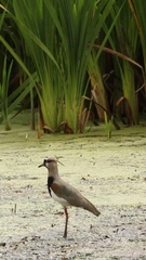 Vanellus chilensis