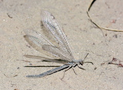 Neuroleon zakharenkoi