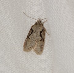 Semioscopis packardella