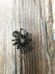 Cyclocosmia truncata