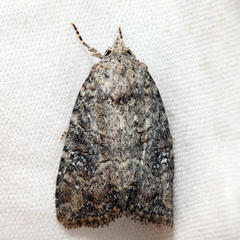 Mesapamea fractilinea