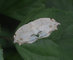 Thymistadopsis albidescens