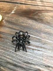 Cyclocosmia truncata