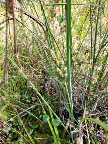 Image of Carex verrucosa by (c) Tom Field, some rights reserved (CC BY)