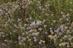 Parnassius nomion