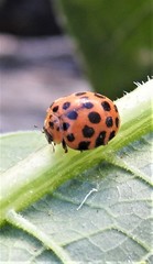 Henosepilachna sumbana