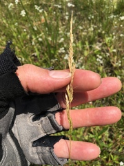 Trisetum interruptum