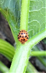 Henosepilachna sumbana