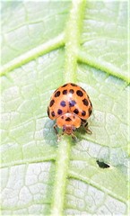 Henosepilachna sumbana