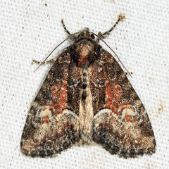 Neoligia subjuncta