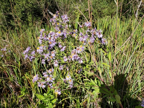 Image of Symphyotrichum elliottii by (c) Tom Field, some rights reserved (CC BY)