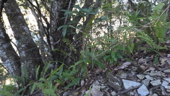 Capillipedium assimile