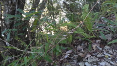 Capillipedium assimile