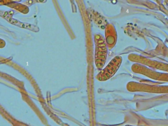Dacrymyces variisporus