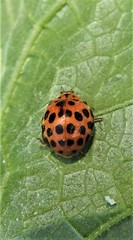 Henosepilachna sumbana