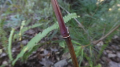 Capillipedium assimile