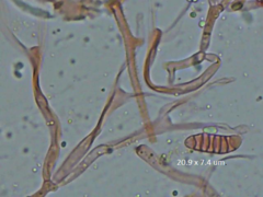 Dacrymyces variisporus