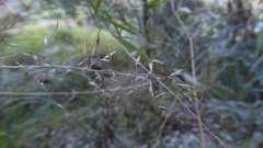 Capillipedium assimile