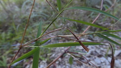 Capillipedium assimile