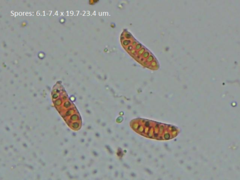Dacrymyces variisporus