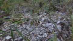 Capillipedium assimile