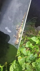 Gekko gecko