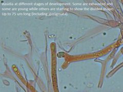 Dacrymyces variisporus
