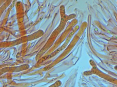 Dacrymyces variisporus