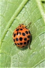 Henosepilachna sumbana